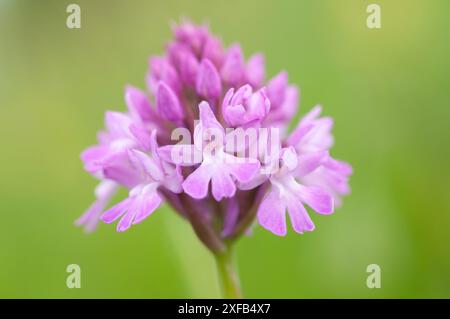 PyramidalOrchidee (Anacamptis pyramidalis) wächst auf den Küstenhügeln von Dorsets Isle of Purbeck Stockfoto