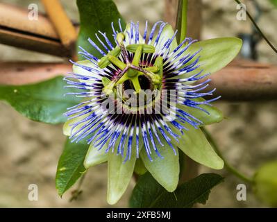 Grün gefärbte blaue Blume der halbharten bis harten Passionsblume des Rankenkletterns, Passiflora caerulea „Clear Sky“ Stockfoto