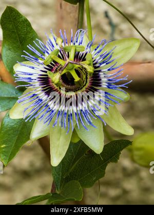 Grün gefärbte blaue Blume der halbharten bis harten Passionsblume des Rankenkletterns, Passiflora caerulea „Clear Sky“ Stockfoto