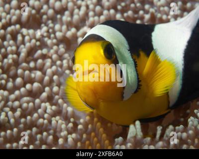 Anemonfische: Amphiprion polymnus in Anemone im Korallenriff von Fam Island, Unterwasserfotografie in Raja Ampat, Indonesien. Nahaufnahme von Clownfischen Stockfoto