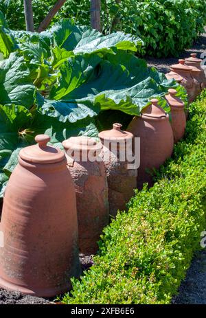 Eine Reihe von Terrakotta-Rhabarber-Kräftern in einem ummauerten Garten Stockfoto