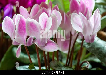 Er hat Cyclamen in einem Gewächshaus vergossen Stockfoto