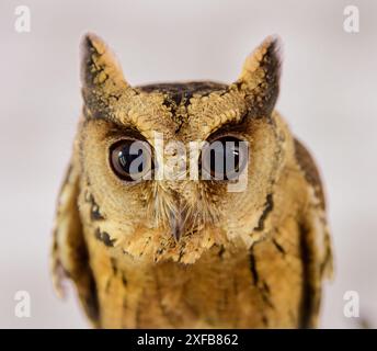 Enthüllen Sie die verborgenen Geheimnisse der Natur: Die rätselhafte, geheimnisvolle und fesselnde indische Scops-Owl Stockfoto