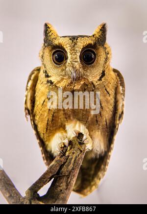 Enthüllen Sie die verborgenen Geheimnisse der Natur: Die rätselhafte, geheimnisvolle und fesselnde indische Scops-Owl Stockfoto