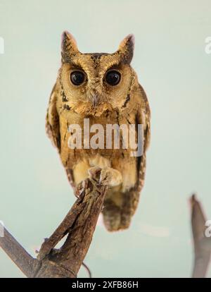 Enthüllen Sie die verborgenen Geheimnisse der Natur: Die rätselhafte, geheimnisvolle und fesselnde indische Scops-Owl Stockfoto