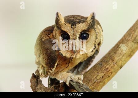 Enthüllen Sie die verborgenen Geheimnisse der Natur: Die rätselhafte, geheimnisvolle und fesselnde indische Scops-Owl Stockfoto