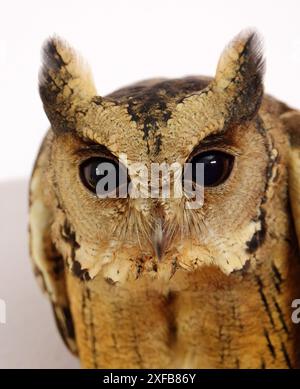 Enthüllen Sie die verborgenen Geheimnisse der Natur: Die rätselhafte, geheimnisvolle und fesselnde indische Scops-Owl Stockfoto