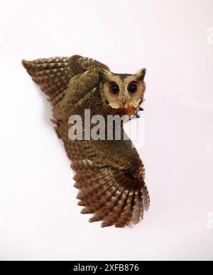 Enthüllen Sie die verborgenen Geheimnisse der Natur: Die rätselhafte, geheimnisvolle und fesselnde indische Scops-Owl Stockfoto