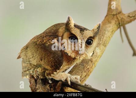 Enthüllen Sie die verborgenen Geheimnisse der Natur: Die rätselhafte, geheimnisvolle und fesselnde indische Scops-Owl Stockfoto