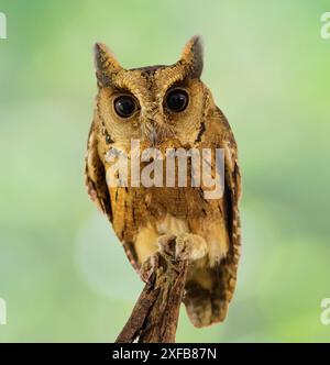 Enthüllen Sie die verborgenen Geheimnisse der Natur: Die rätselhafte, geheimnisvolle und fesselnde indische Scops-Owl Stockfoto