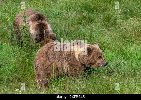 Zwei europäische Braunbären (Ursus arctos) auf der Suche im Grasland Stockfoto