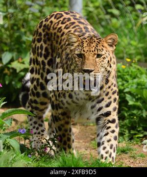 Ein männlicher Amur Leopard im Dartmoor Zoo Park. Stockfoto