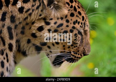 Ein männlicher Amur Leopard im Dartmoor Zoo Park. Stockfoto