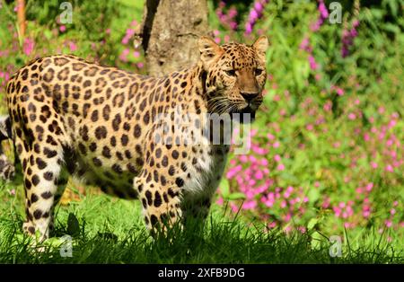 Ein männlicher Amur Leopard inmitten von Wildblumen im Dartmoor Zoo Park. Stockfoto