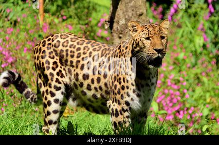 Ein männlicher Amur Leopard inmitten von Wildblumen im Dartmoor Zoo Park. Stockfoto