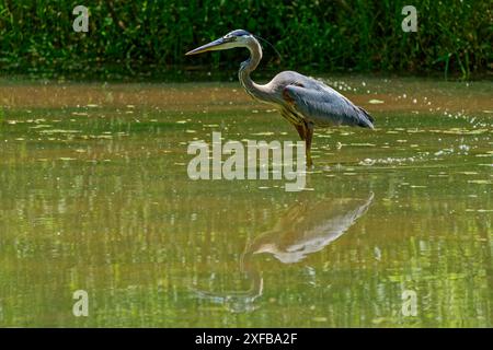 Ein großer blauer ausgewachsener Reiher, der in flachem Wasser im See steht, posiert mit seiner Reflexion auf der Oberfläche Nahaufnahme an einem sonnigen Tag im Sommer Stockfoto