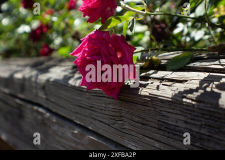 Ena Harkness Rose Stockfoto