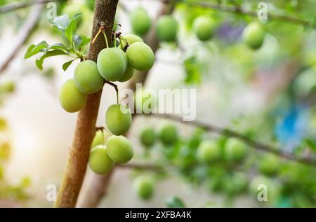 Reifen Aprikosen auf einem Baum, grüne Aprikosen. Hoher Ertrag des Obstbaums, Nahaufnahme Stockfoto