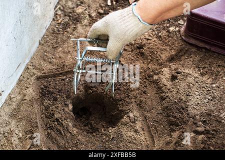 Überprüfen und Installieren einer Maulwurfffalle in einem Maulwurfloch im Garten. Schäden und Löcher durch Maulwürfe im Land Stockfoto