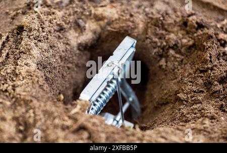 Installation einer Maulwurfffalle auf einem Gartengrundstück in einem Maulwurfloch Stockfoto