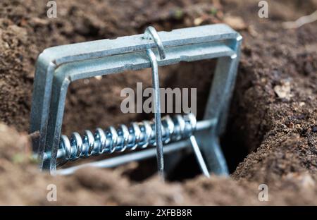 Maulwurfffalle ist eine Falle, um einen Maulwurf in einem Loch im Boden zu fangen. Schaden durch einen Maulwurf auf einem Gartengrundstück Stockfoto