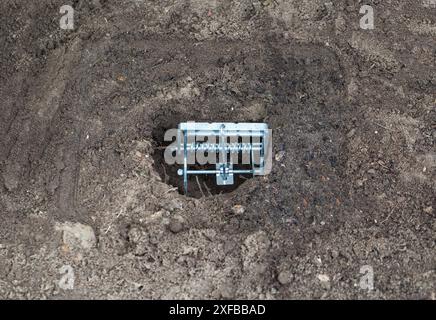 Installation einer Maulwurfffalle auf einem Gartengrundstück in einem Maulwurfloch Stockfoto