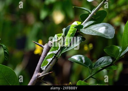 Ein Paar von Spicebush-Schwalbenschwanz-Raupen (Papilio troilus) auf einem Zweig mit grünen Blättern. In Aruba. Stockfoto