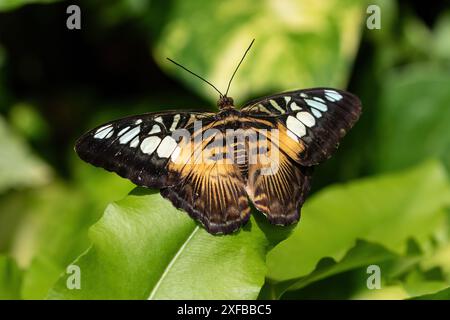 Asiatischer Clipper-Schmetterling (Parthenos sylvia), auf Blatt ruht. Flügel offen, orange und schwarz mit weißen Flecken. Auf der Insel Aruba. Stockfoto