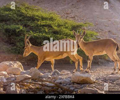 Zwei Wüstenziegen (yael oder nubischer Steinbock) in den Büschen des Nationalparks ein Gedi in Israel im Nahen Osten. Stockfoto