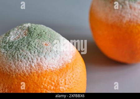 Zwei Orangen mit grüner und weißer Form auf grauer Oberfläche. Bild mit selektivem Fokus Stockfoto