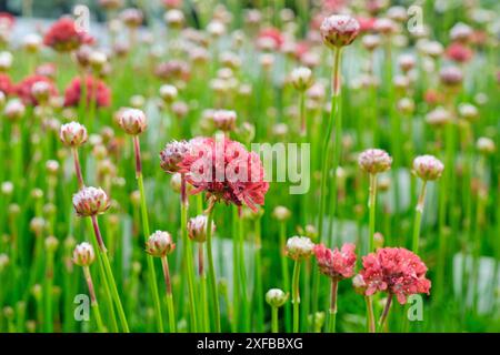 Die Knospen und roten Blüten der Armeria pseudarmeria in einem Gartenzentrum zum Verkauf. Auch bekannt als englisches Gras, Damenkissen oder Sparsamkeit Stockfoto