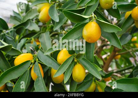 Großaufnahme vieler kleiner, fast reifer Orangen auf einer Orangen- oder Zitruspflanze mit grünen Blättern. Stockfoto
