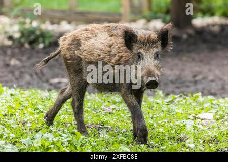 Rotwild (Cervus elaphus), Eninger Weide auf der Schwäbischen Alb, Eningen unter Achalm, Baden-Württemberg, Deutschland Stockfoto
