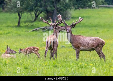 Rotwild (Cervus elaphus), männliches Tier mit Geweih und Jungen, Eninger Weide auf der Schwäbischen Alb, Eningen unter Achalm, Baden-Württemberg, Deutschland Stockfoto