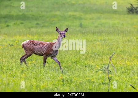 Rotwild (Cervus elaphus), Weibchen, Eninger Weide auf der Schwäbischen Alb, Eningen unter Achalm, Baden-Württemberg, Deutschland Stockfoto