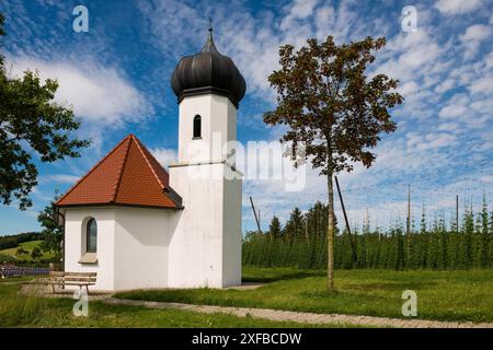 Kapelle und Hopfengärten, Hopfenanbau, Hopfenplantage, St. George's Chapel, St. George's Chapel, Dietmannsweiler, bei Tettnang, Oberschwaben, See Stockfoto