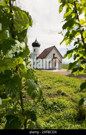 Kapelle und Hopfengärten, Hopfenanbau, Hopfenplantage, St. George's Chapel, St. George's Chapel, Dietmannsweiler, bei Tettnang, Oberschwaben, See Stockfoto