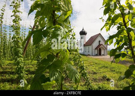 Kapelle und Hopfengärten, Hopfenanbau, Hopfenplantage, St. George's Chapel, St. George's Chapel, Dietmannsweiler, bei Tettnang, Oberschwaben, See Stockfoto