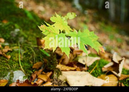 Junger norwegischer Ahornbaum (Acer platanoides) in Herbstfarben, Berchtesgadener Land, Oberbayern, Bayern, Deutschland Stockfoto