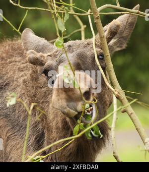 Elche (Alces alces) Jungbulle mit kurzen Samtgeweihen, die Jungbirke (Betula) fressen Südschweden, Schweden, Skandinavien Stockfoto