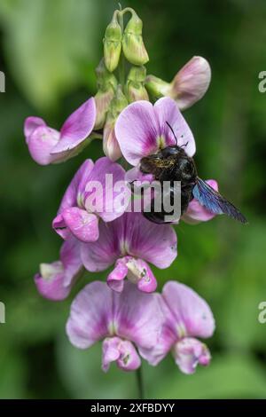 Veilchentischbiene (Xylocopa violacea) an der Lauberbse (Lathyrus latifolius), Rheinland-Pfalz, Deutschland Stockfoto