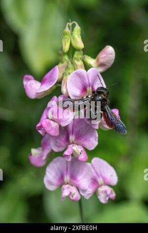 Veilchentischbiene (Xylocopa violacea) an der Lauberbse (Lathyrus latifolius), Rheinland-Pfalz, Deutschland Stockfoto