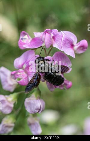 Veilchentischbiene (Xylocopa violacea) an der Lauberbse (Lathyrus latifolius), Rheinland-Pfalz, Deutschland Stockfoto