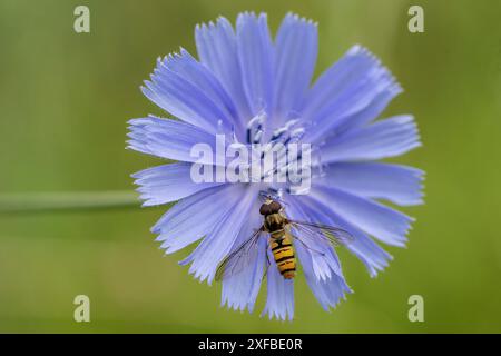 Grove hoverfly (Episyrphus balteatus) an der Zichorie (Cichorium intybus), Baden-Württemberg, Deutschland Stockfoto