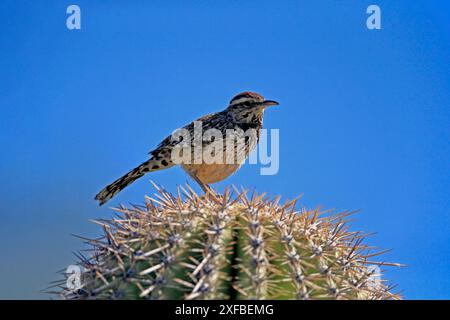 Cactus Wren (Campylorhynchus brunneicapillus), Erwachsene, on Cactus, Sonora Desert, Arizona, Nordamerika, USA Stockfoto