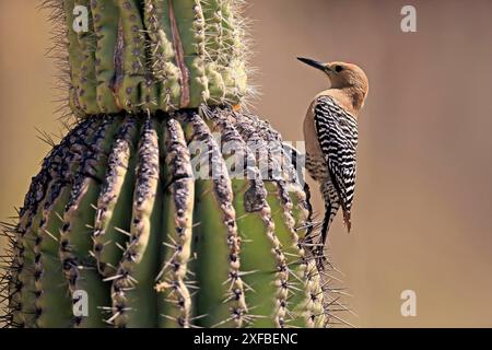 Gila-Spechte (Melanerpes uropygialis), ausgewachsen, männlich, auf Saguaro-Kakteen, auf der Suche nach Nahrungsmitteln, Sonoran Desert, Arizona, Nordamerika, USA Stockfoto