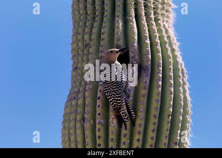 Gila Spechte (Melanerpes uropygialis), ausgewachsen, männlich, in der Zuchtgrube, auf Saguaro-Kakteen, Sonoran Desert, Arizona, Nordamerika, USA Stockfoto