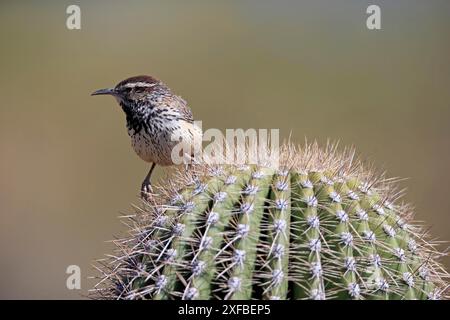 Cactus Wren (Campylorhynchus brunneicapillus), Erwachsene, on Cactus, Sonora Desert, Arizona, Nordamerika, USA Stockfoto