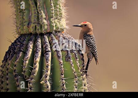 Gila-Spechte (Melanerpes uropygialis), ausgewachsen, männlich, auf Saguaro-Kakteen, auf der Suche nach Nahrungsmitteln, Sonoran Desert, Arizona, Nordamerika, USA Stockfoto