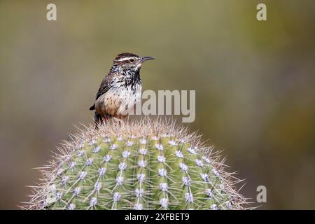 Cactus Wren (Campylorhynchus brunneicapillus), Erwachsene, on Cactus, Sonora Desert, Arizona, Nordamerika, USA Stockfoto